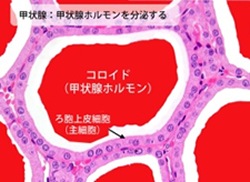 タイプⅡコラーゲン