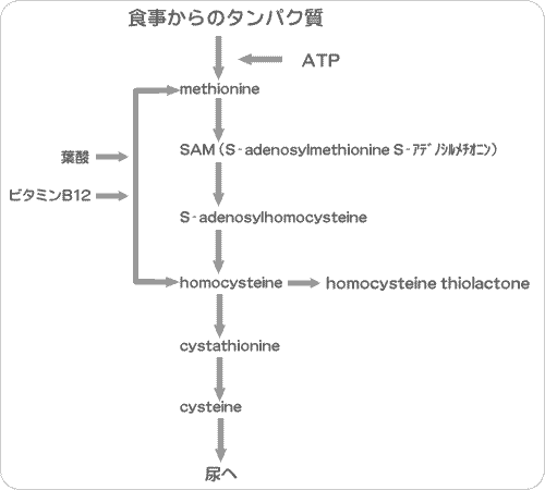 ホモシステイン