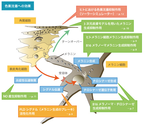 アルピニア・カツマダイ