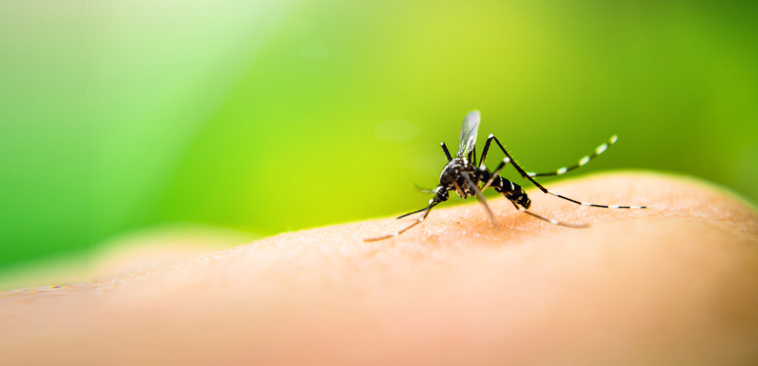 蚊ダニにや虫さされに注意